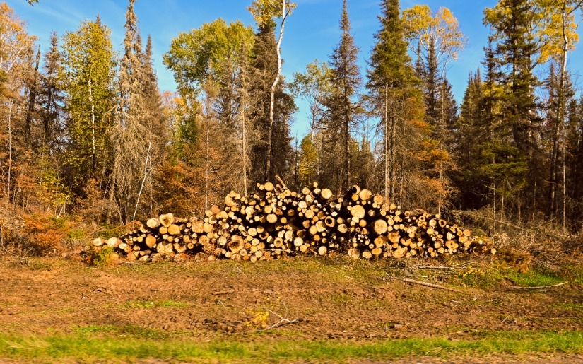 Government Contracting for Forestry in Minnesota's Arrowhead